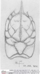 Historische Skizze/Zeichnung von Gastrodorus sp. (NHMW-AFW-GEO-BACHMAYER-FOTO-1990-0041-0110)